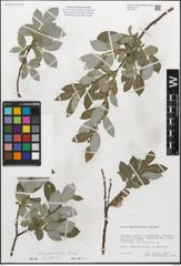 Foto von Salix myrsinifolia Salisb.